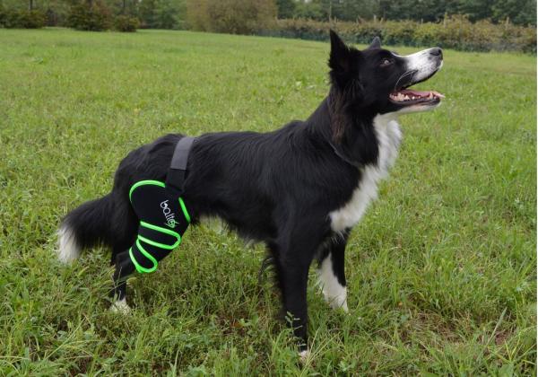 Kniebandage für Hunde bei Entzündungen - Balto Sport Agile Compression Wrap